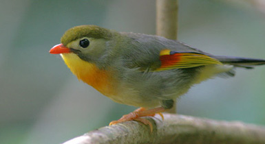 Leiothrix lutea
