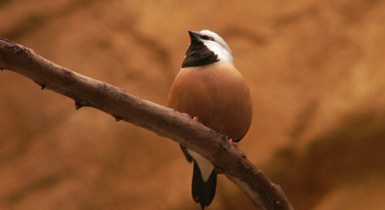 Poephila cincta