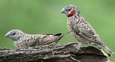 Amadina fasciata