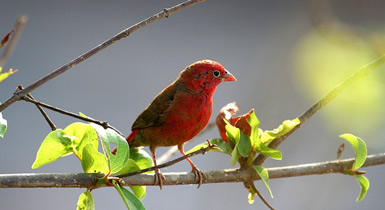 Lagonosticta senegala