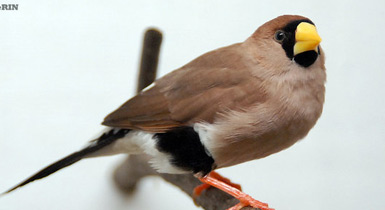 Poephila personata