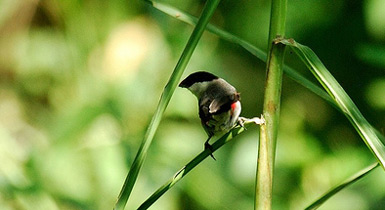 Estrilda nonnula