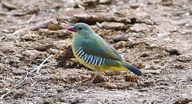 Stictospiza formosa