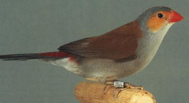 Estrilda melpoda
