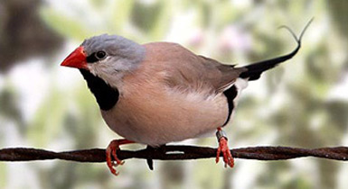 Poephila acuticauda