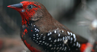Emblema picta