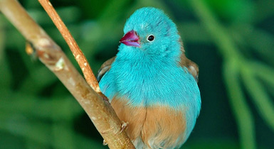Uraeginthus cyanocephalus
