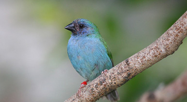Erythrura trichroa