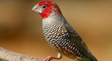 Amadina erythrocephala